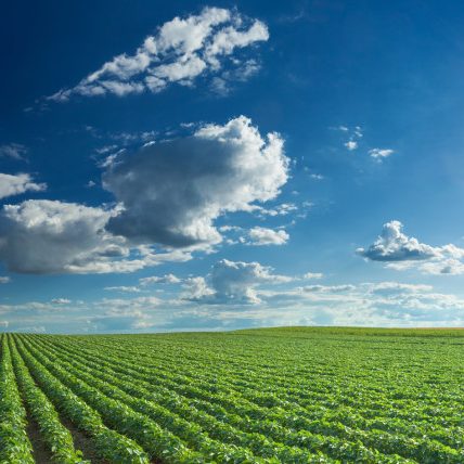 Soybean fields rows in summer season Agriculture insurance - Soybean fields rows in summer season