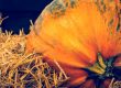 Autumn holidays - harvest of pumpkin on hay.