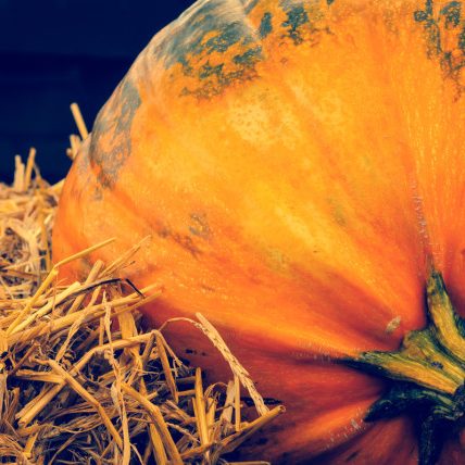Autumn holidays – harvest of pumpkin on hay. Autumn holidays - harvest of pumpkin on hay.