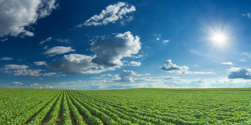 Agriculture insurance - Soybean fields rows in summer season