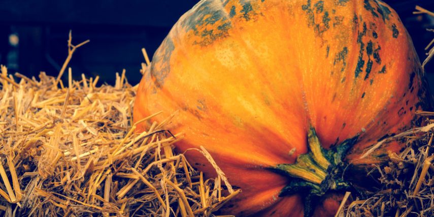 Autumn holidays – harvest of pumpkin on hay. Autumn holidays - harvest of pumpkin on hay.